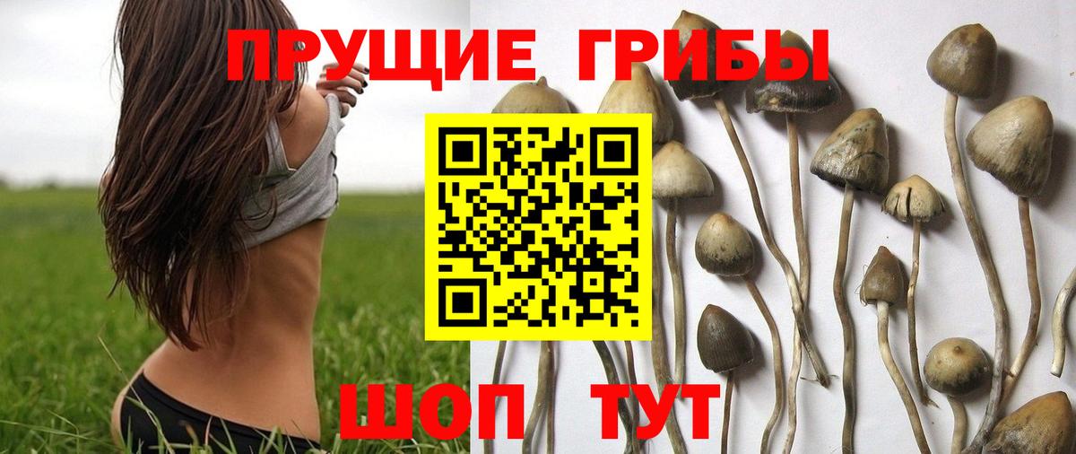 Псилоцибиновые грибы Cubensis  Галлюциногенные грибы GOLDEN TEACHER  Вход с VPN  Дивногорск 